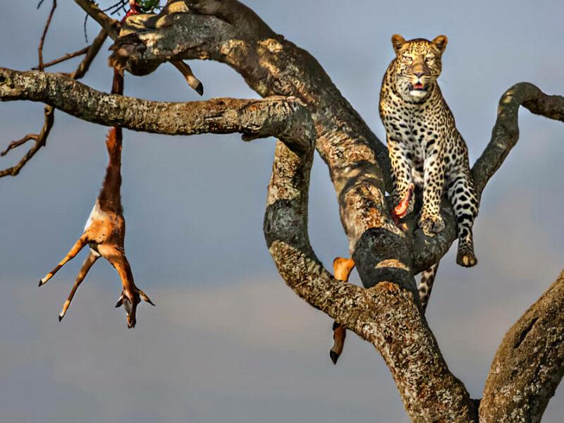 Leopard in Tree with Kill, Leopard Hunting in Zambia