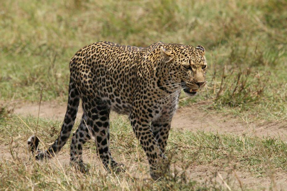 Leopard walking in the veld