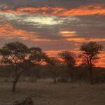 Sunset in the African bush with an orange sky and trees in the foreground