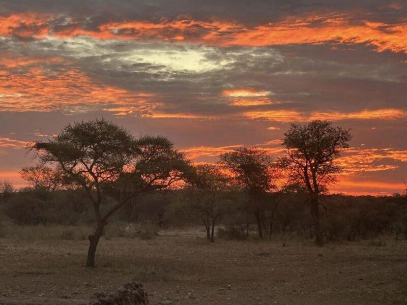 Sunset in the African bush with an orange sky and trees in the foreground