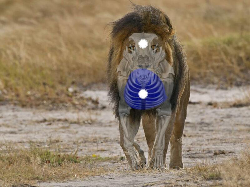 front view shot placement on a lion