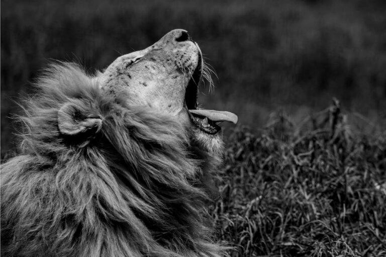 black and white image of a large male lion yawning