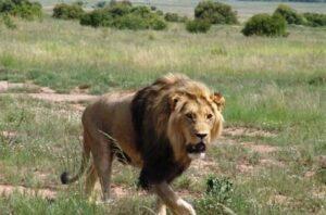 lion hunting in africa