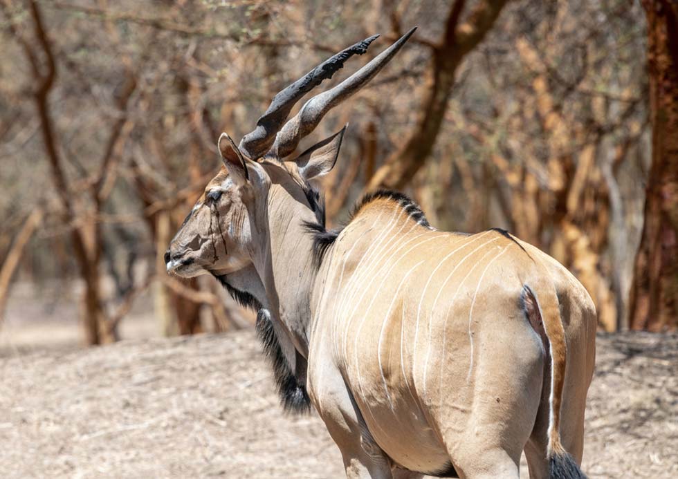 Hunting The Lord Derby's Eland