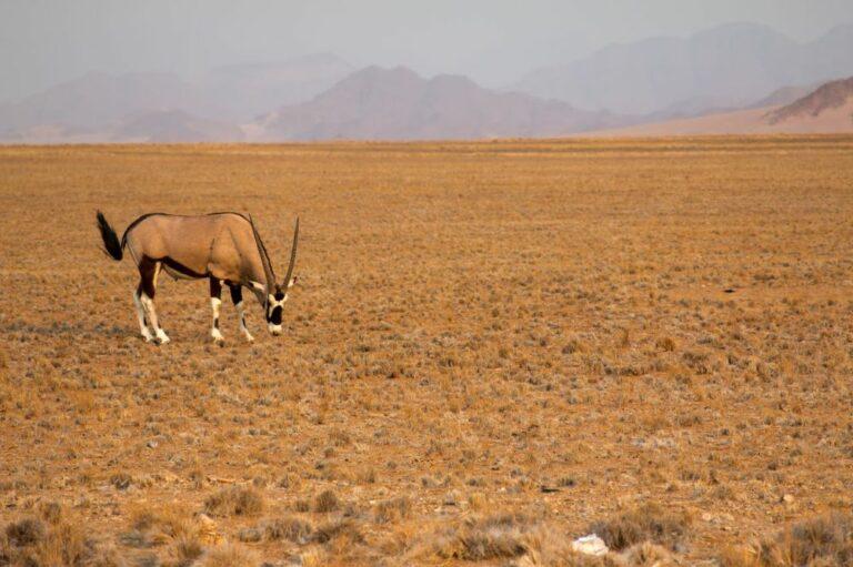 Namibia gemboks, a popular target when hunting in Namibia