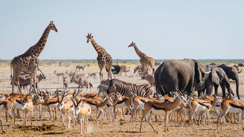 Etosha National Park, Namibia