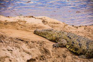 Nile crocodile sunning itself on a river bank