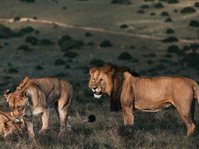 Male and female lion to target when lion hunting in Africa