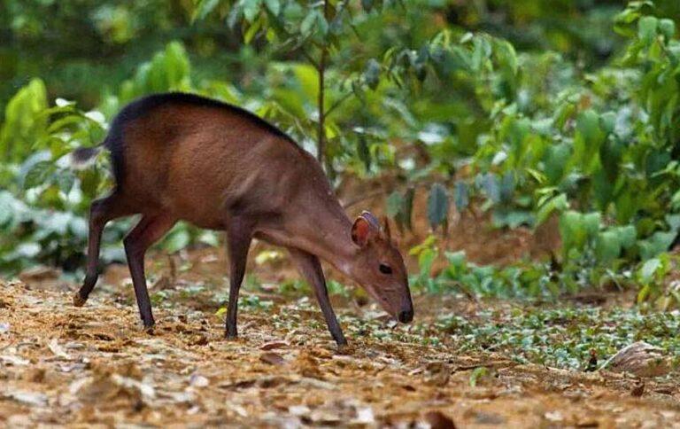 Peter's Duiker