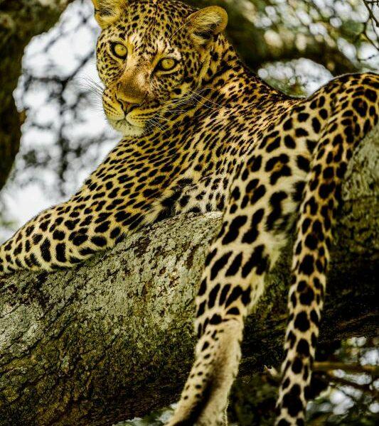 Leopard in a tree