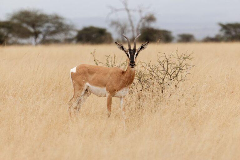 Soemmerring's gazelle standing in veld