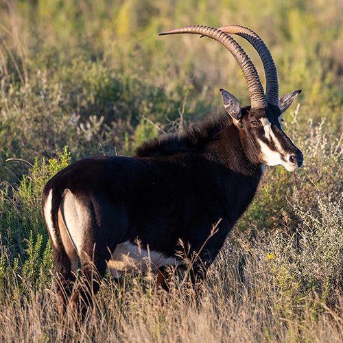 Sable bull