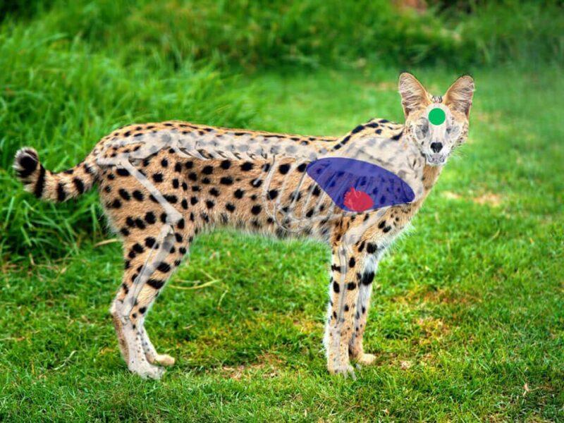 serval side view shot placement