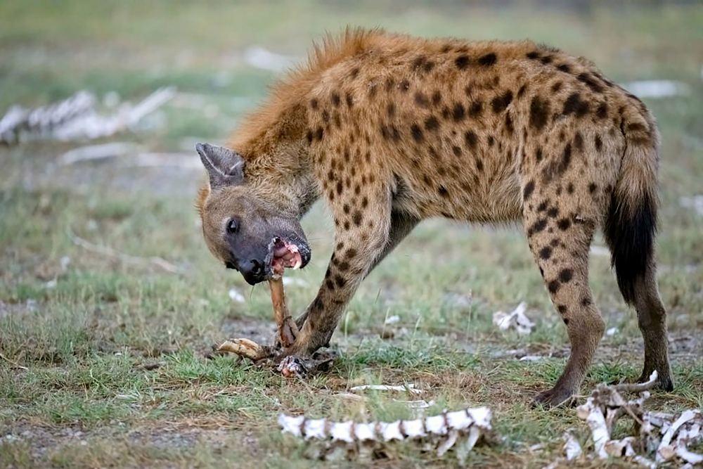 Spotted Hyena in Tanzania