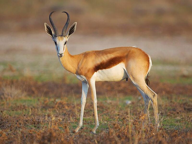 Springbok by Yathin S Krishnappa