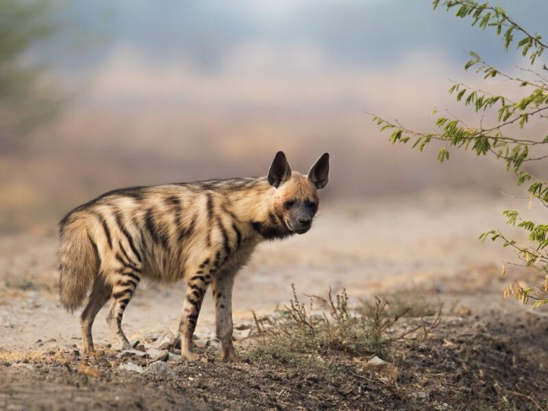 Hunting the Striped Hyena in Africa