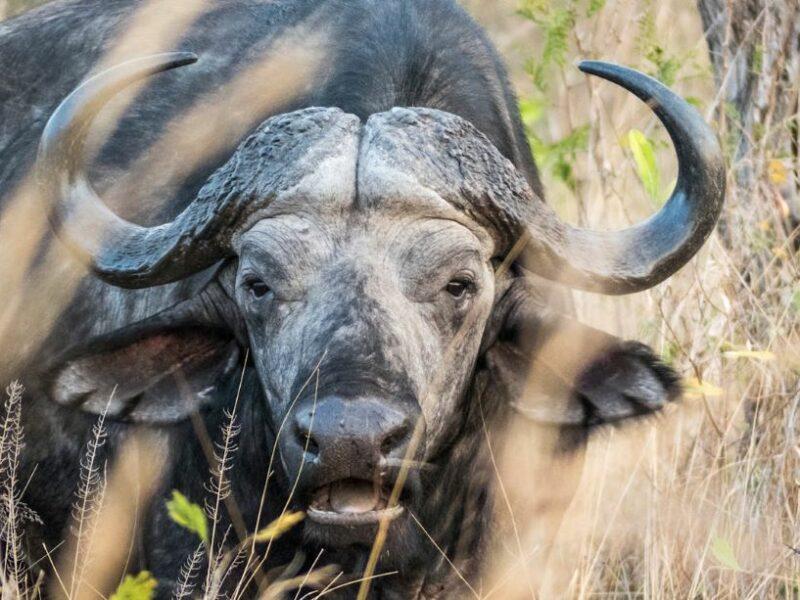 Cape Buffalo front view