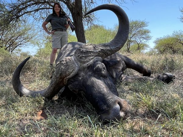Cape Buffalo Hunts