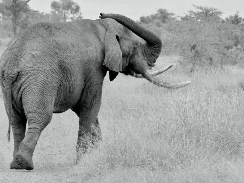 Back view of an African elephant in the veld