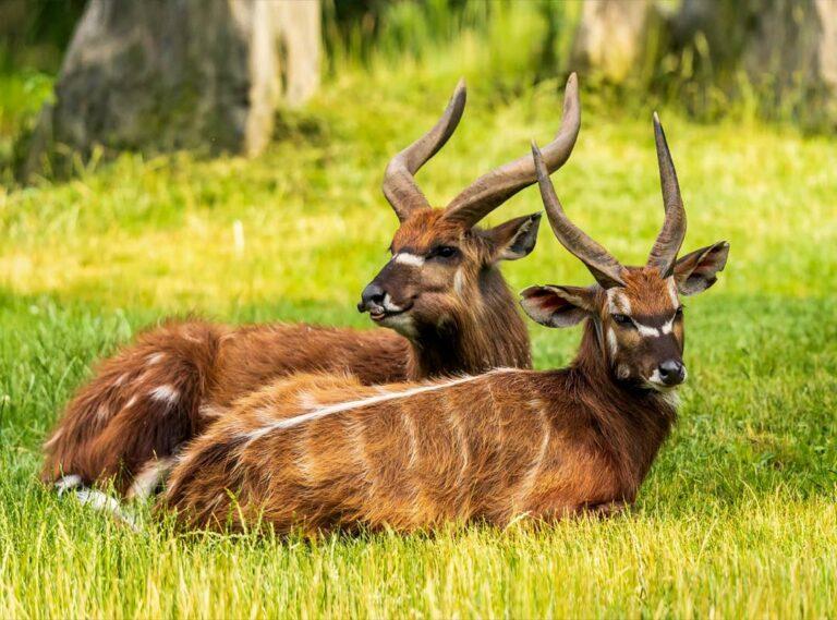 The Sitatunga Medium Antelope