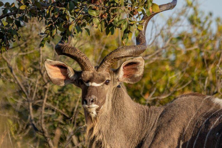 Close up of a kudu, showing its spiral horns