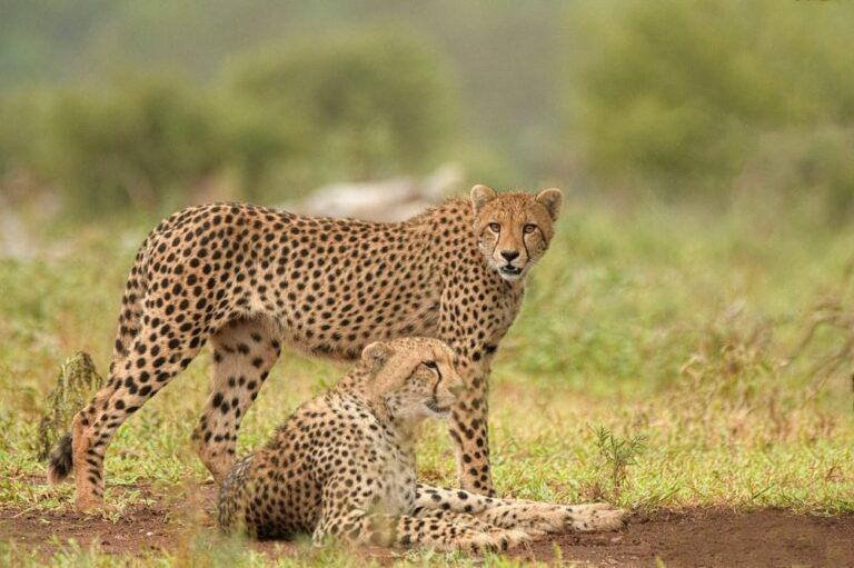 Two cheetahs, one standing, one lying down, Hunting Cheetah
