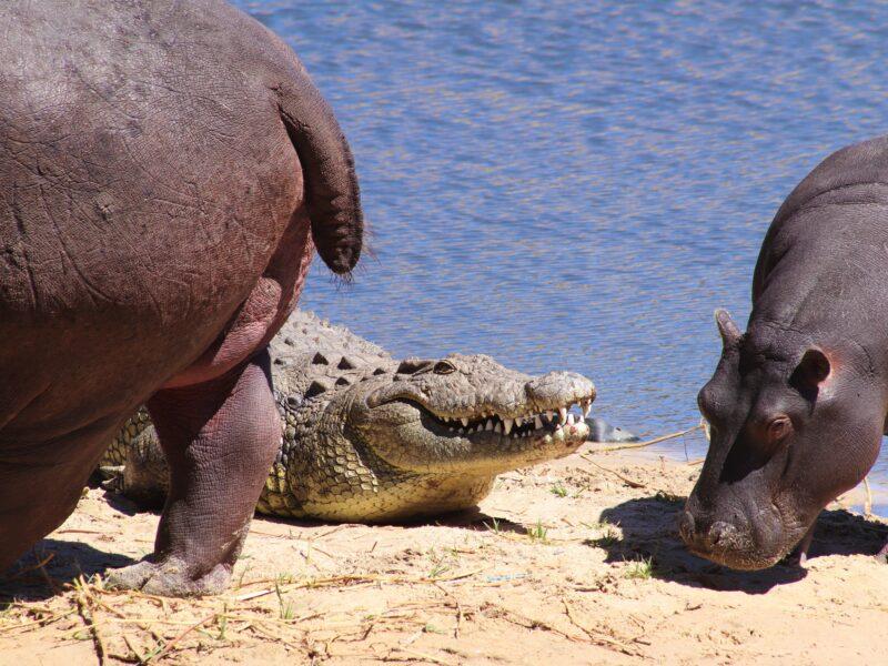 A crocodile and hippo sharing the same river bed.