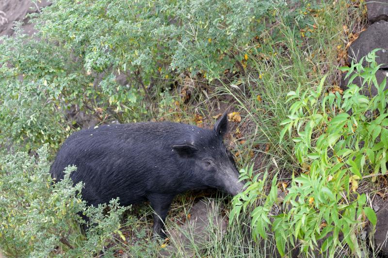 wild boar in Mauritius
