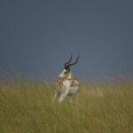 White-Flanked-Impala