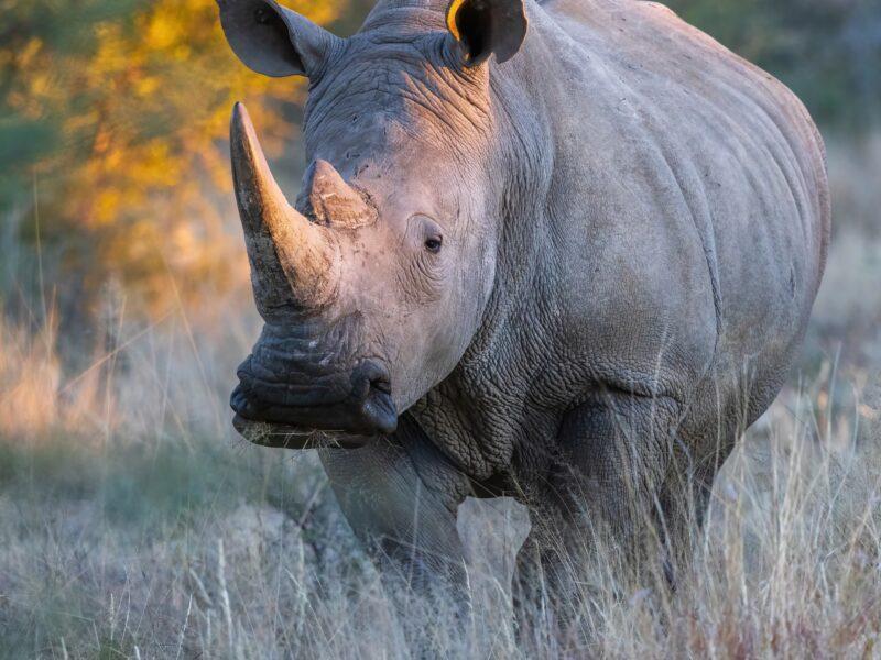 White-Rhino