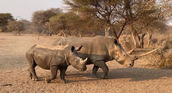 White Rhino hunting with huge horn