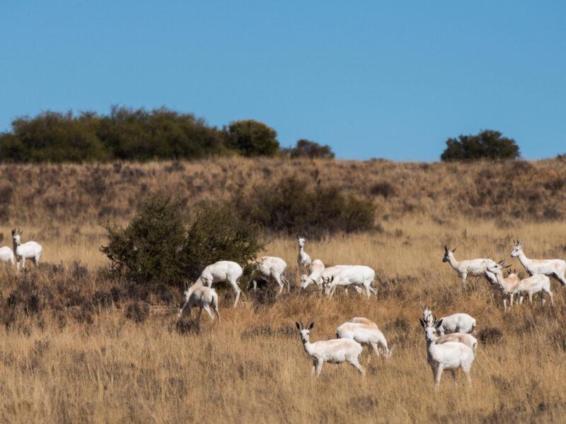 White Springbok