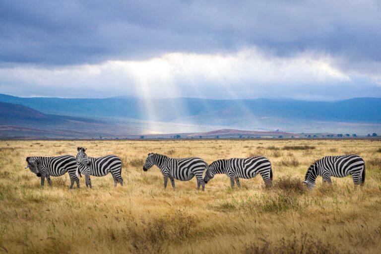 A herd of zebras in the bush