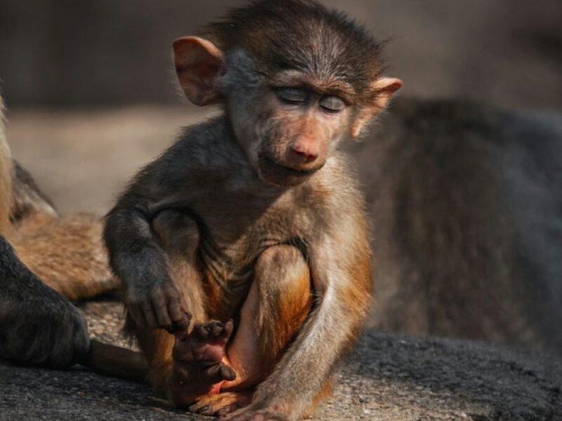 Baby baboon sitting with its eyes closed.