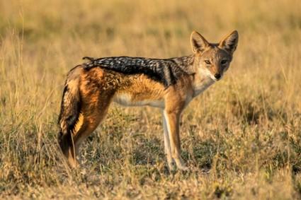 The black-backed jackal