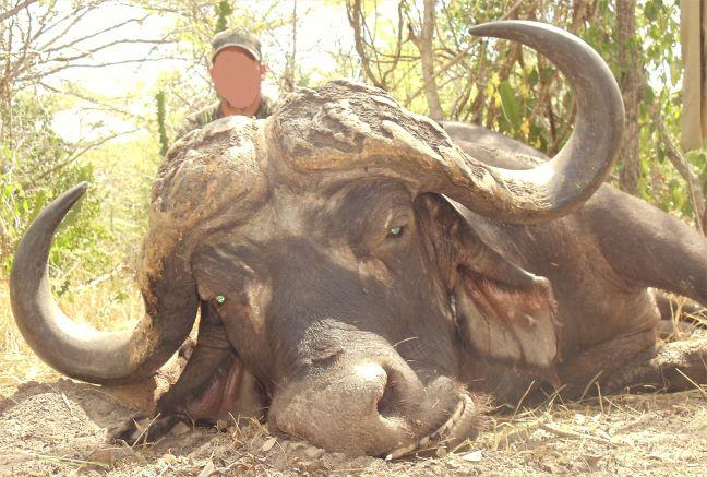 cape buffalo hunts