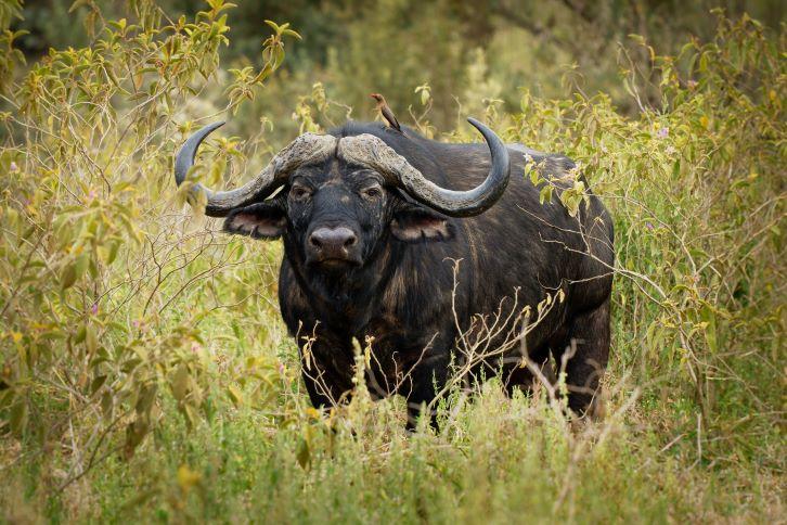 Hunting Cape Buffalo