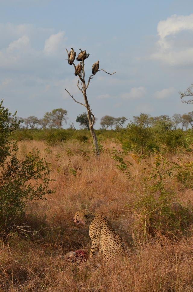 Cheetah feasting on a kill