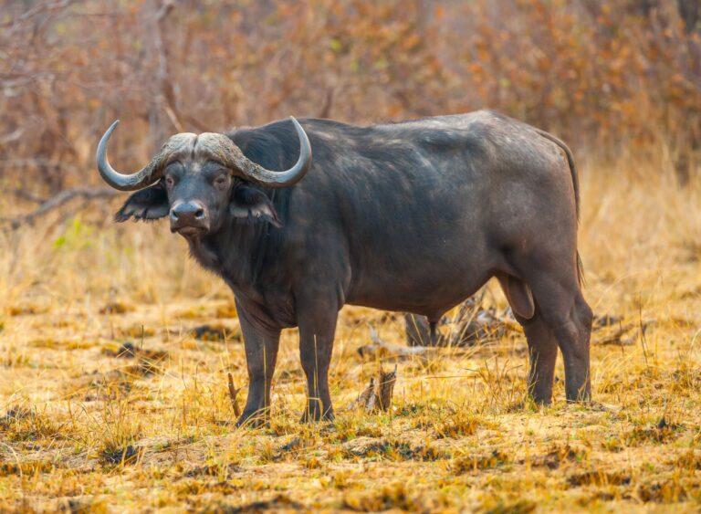 Cape Buffalo Hunts in Africa