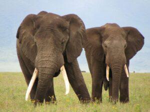 Two elephants standing in the bushveld