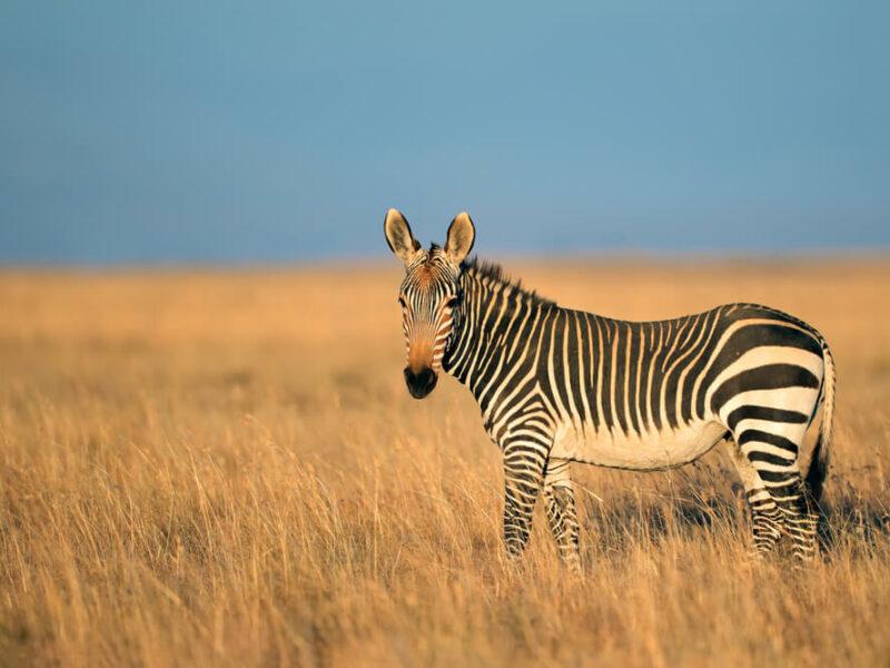 ghs Cape Mountain Zebra