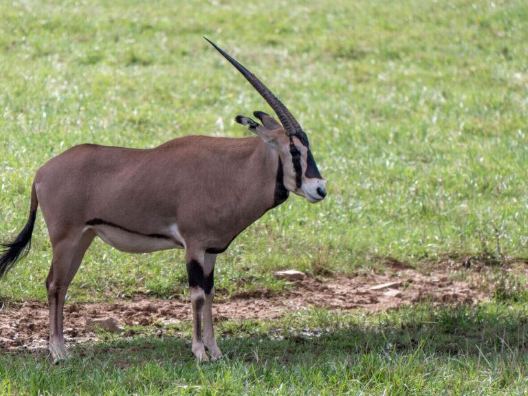 Fringe eared oryx hunting