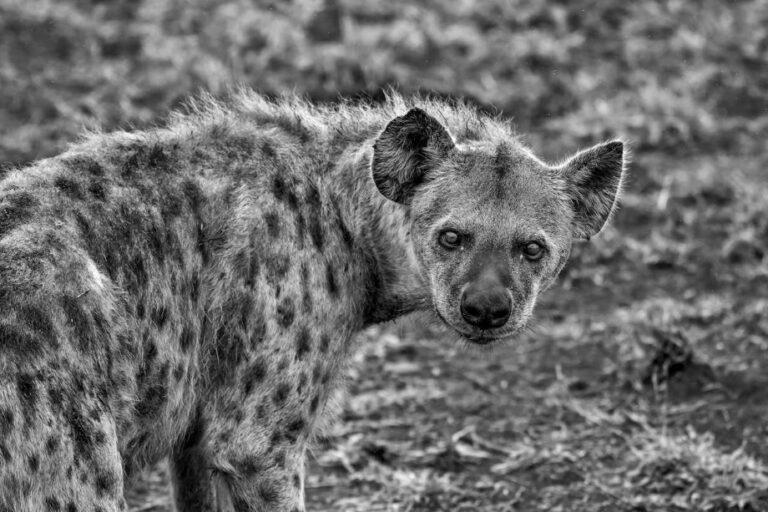 grayscale image of a hyena looking back over its shoulder.