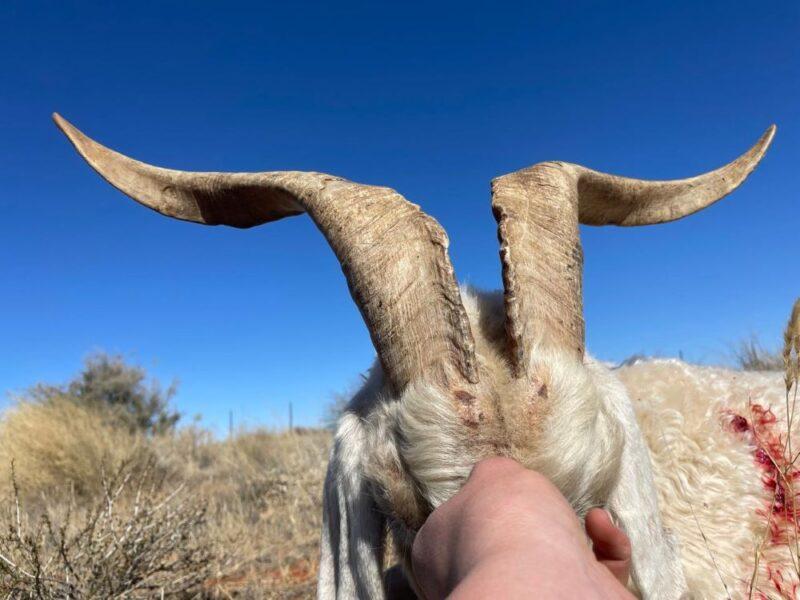 horns-800x600.jpg