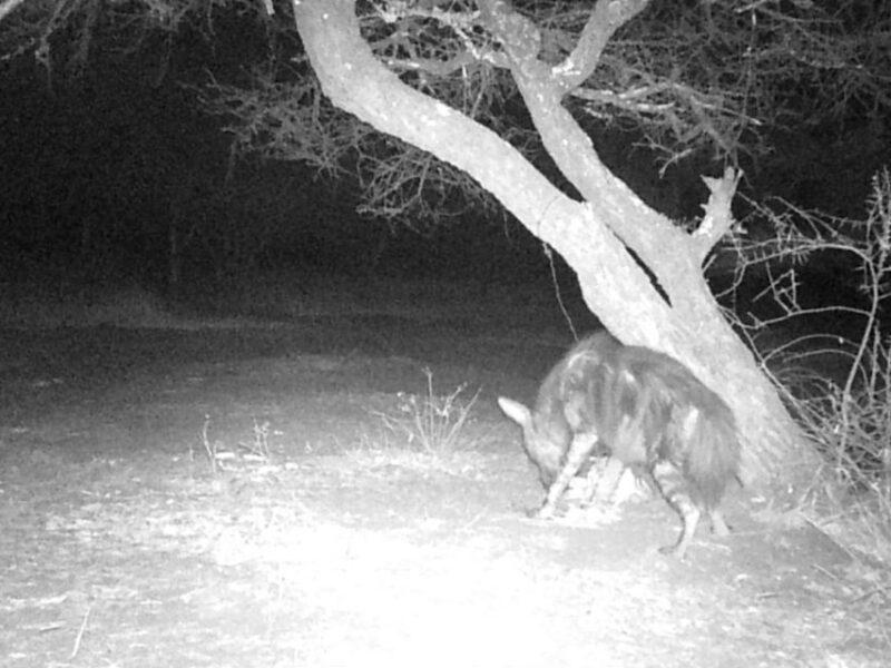 Hyena sniffing out bait on trail cam