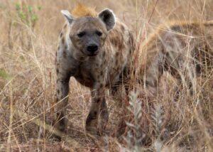 hyena-standing-in-tall-grass-800x600.jpg
