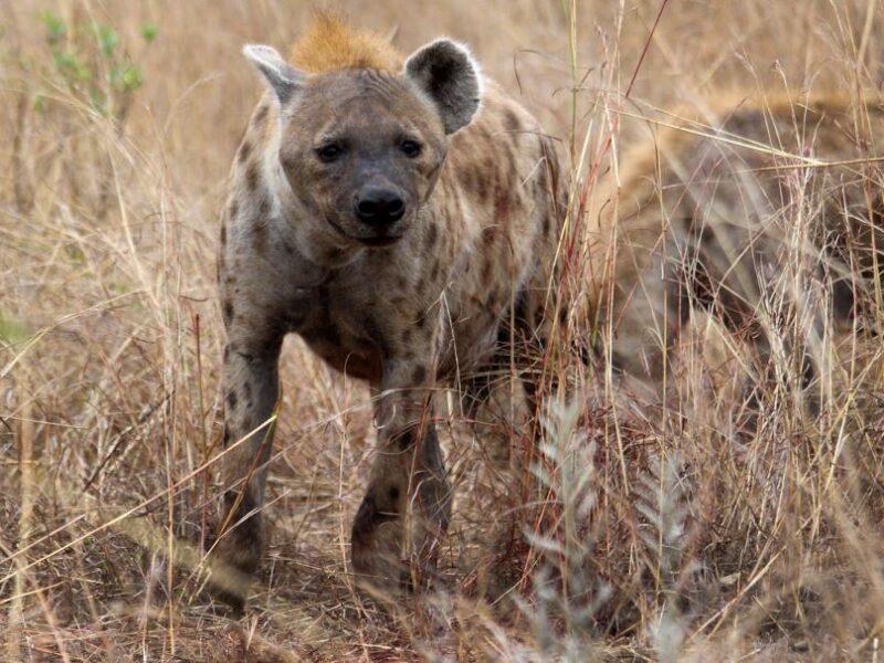 hyena-standing-in-tall-grass-800x600.jpg
