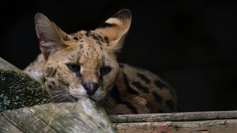 Hunting African Cats - Serval
