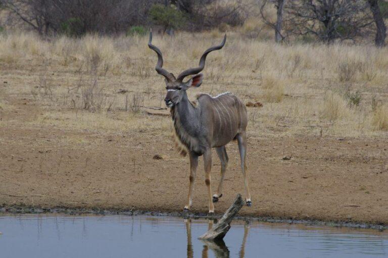 kudu standing at a waterhole