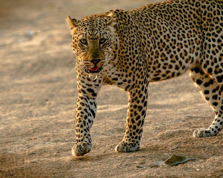 leopard--750x600.jpg
